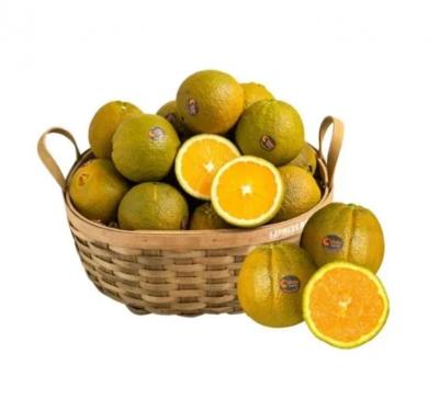 Cam Dolci Navel Úc