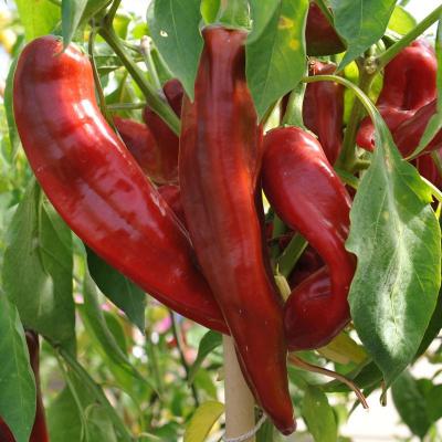 Cung cấp ớt sừng bò xuất khẩu