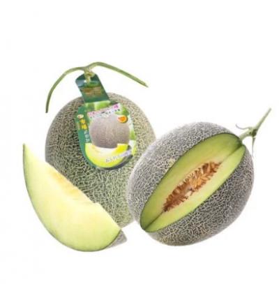 Dưa lưới giống Nhật Ichiba Nông Phát farm