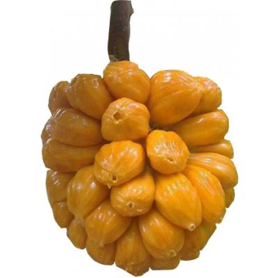 Mua sỉ Mít tố nữ ở đâu