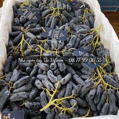 Sỉ nho ngón tay Úc