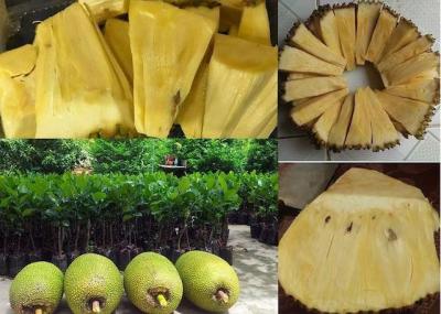 Tổng hợp các loại mít ngon nhất trên thị trường Việt Nam