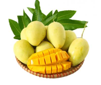 Xoài cát chu loại 1